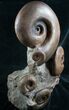 Beautiful Lytoceras Ammonite Sculpture - Tall #7987-1